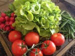 Fresh tomatoes was what I was after today