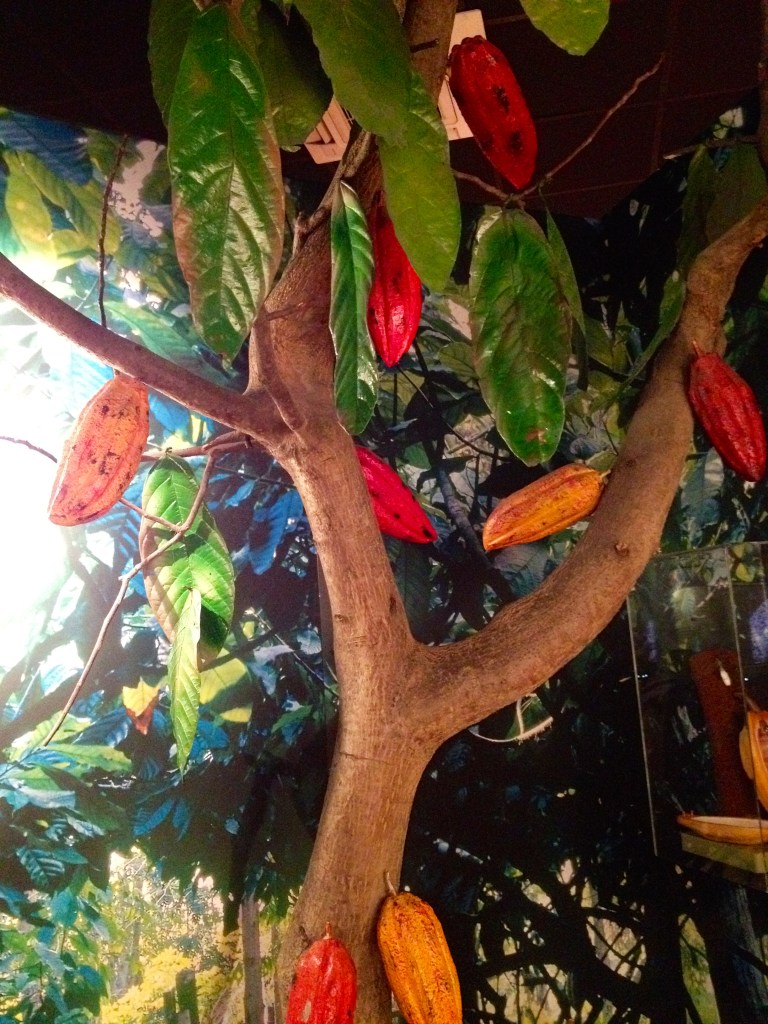 Cacao tree - CHOCOLATE MUSEE